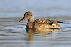 Gadwall